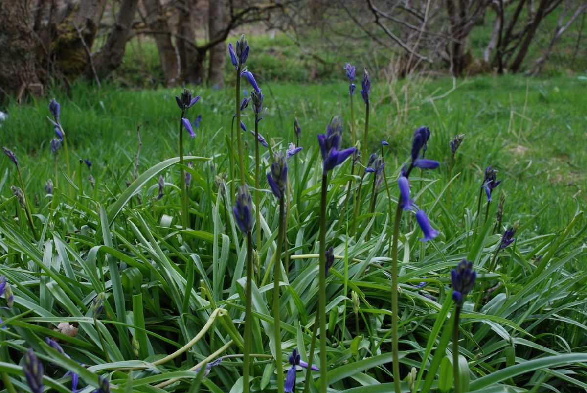 Sprinkles of bluebells on a bed of lush green grass